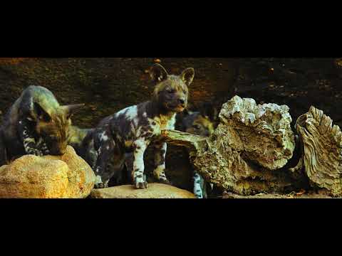 Waterberg Wild Dogs Puppies Play Around the Den