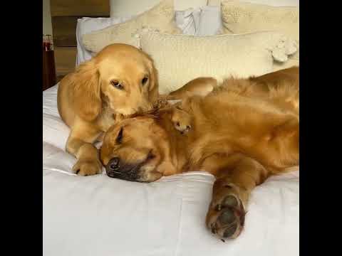 #dog irritated me /#pets😅