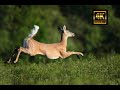 Jumping Deer Video Full HDR 4K