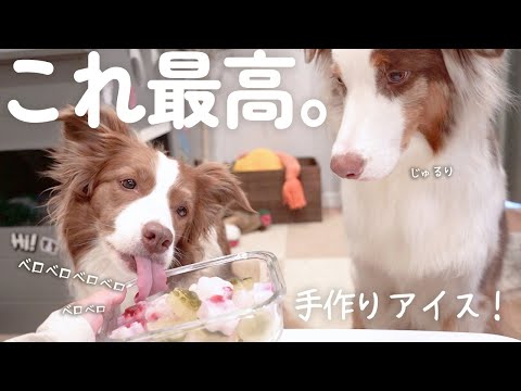犬用アイスクリームのレシピ