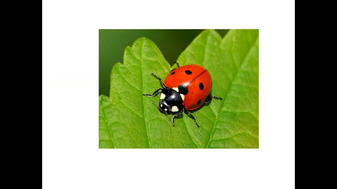 English flashcards: Insects & Small Animals