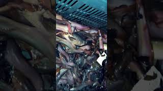 Catfish breeding / Catfish hunting /চিঙি মাছ / ছিং মাছ #fishing #zubeen #dragon #funny #fishinglife