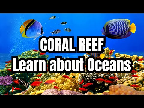 Coral Reef | Exploring the Coral Reef | Learn about Oceans for Kids | Educational Videos for Kids