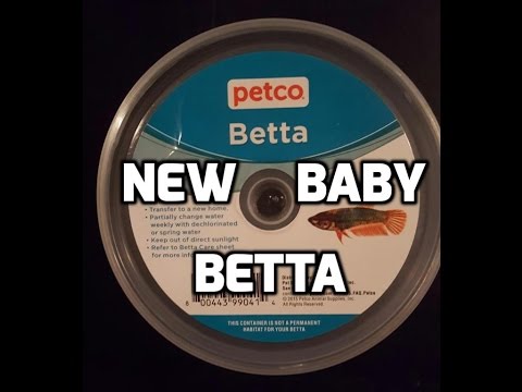 New Baby Betta Fish | For New 5 Gallon Betta Tank