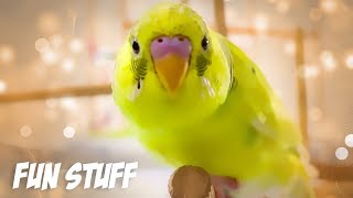 Download lagu Hal Menyenangkan yang Dapat Dilakukan Bersama Burung Parkit atau Parkit mp3