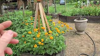 The Best Garden in Texas!