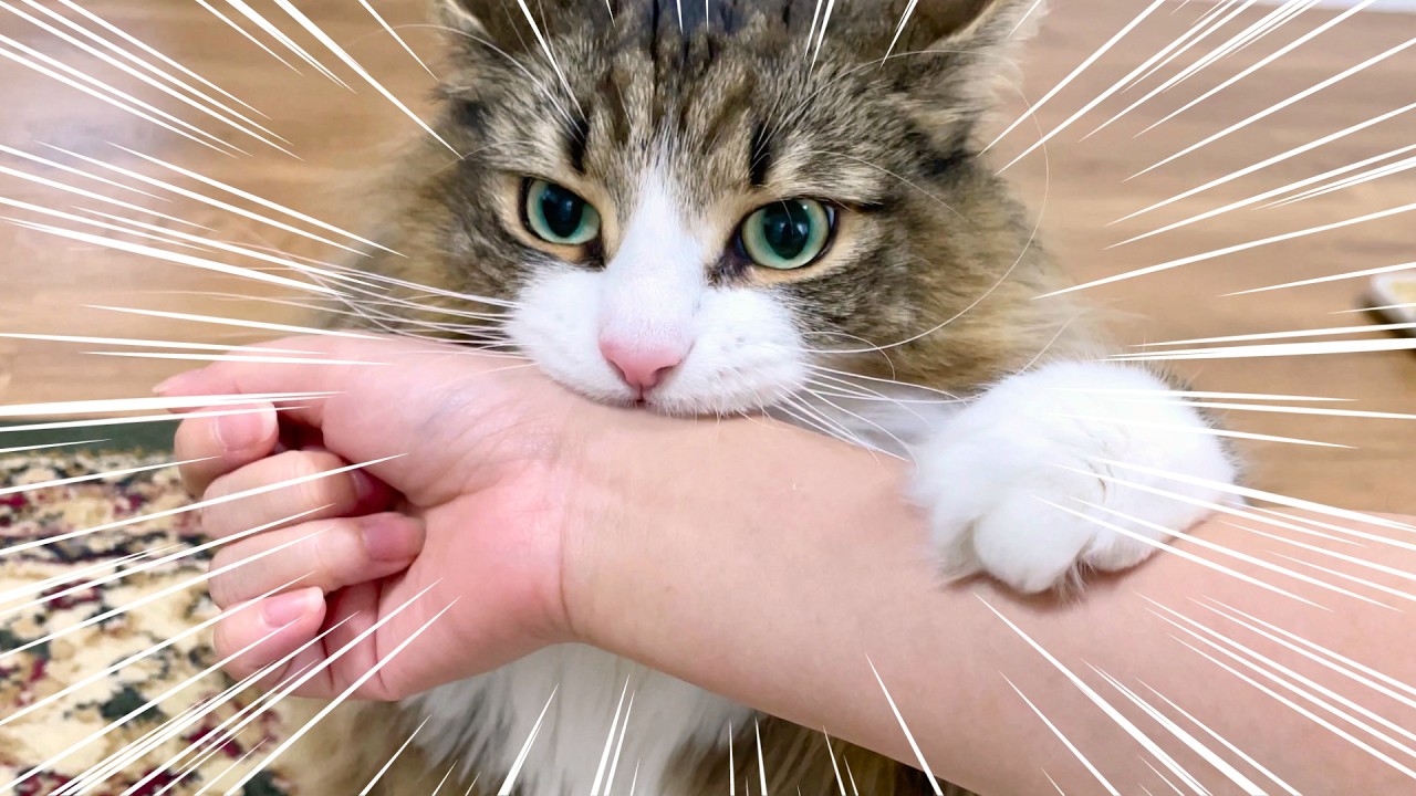 遊んでほしすぎてブチ切れるデカ猫がこちらです(でも、かわいいです)