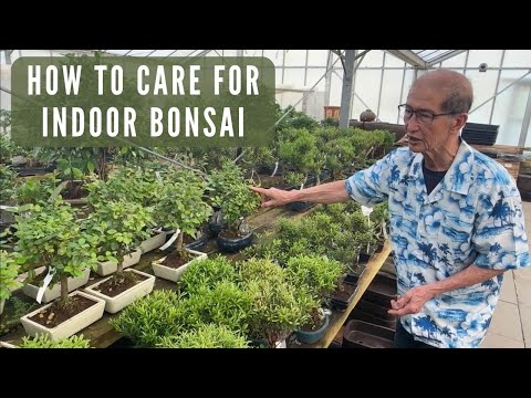 Care of Indoor Bonsai