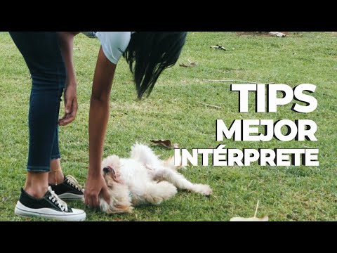 Tips Mejor Int&eacute;rprete TalenPro 2024