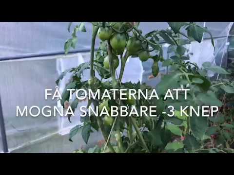 Få tomaterna att mogna snabbare 3 knep