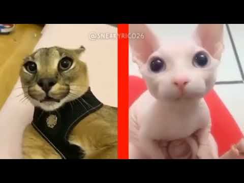 floppa vs bingus fnf