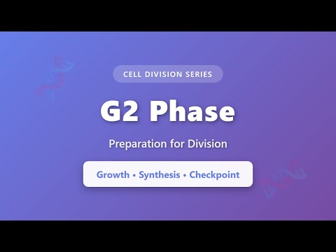 Phase G2