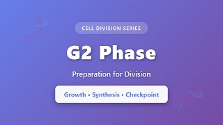 G2 Phase Explained: Final Preparation Before Cell Division | Cell Cycle Biology