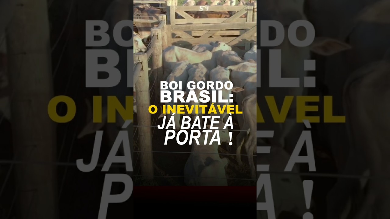 BOI GORDO BRASIL: O INEVITÁVEL JÁ BATE À PORTA!