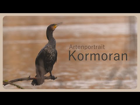 🪶Der Kormoran | Artenportrait (Reupload) | Naturbegeisterung Leben