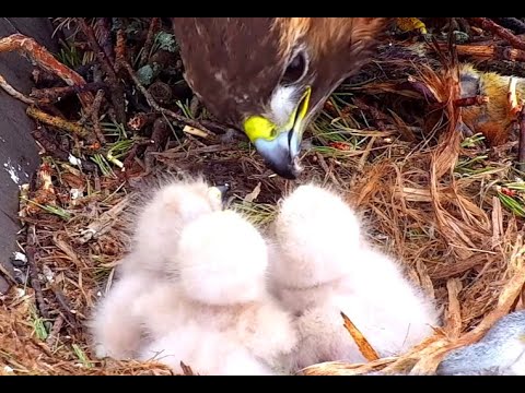 Breakfast for the Pink Pompoms. Cornell Red-tailed Hawks. 26 April 2022