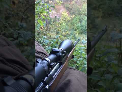 Ansitz am Luderplatz - unerwarteter Anblick!