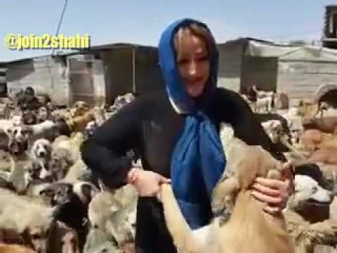 Dog rescue in IRAN, please help