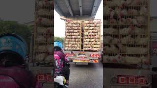 Download lagu Transportasi Ayam mp3