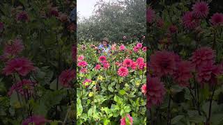 Download lagu How does your dahlia patch grow? mp3 Download lagu How does your dahlia patch grow? mp3