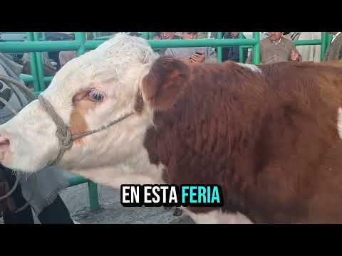 Feria Ganadera en Ventaquemada Boyacá. Lunes 9 de febrero 2026.