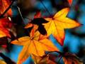Autumn Leaves -- Doris Day