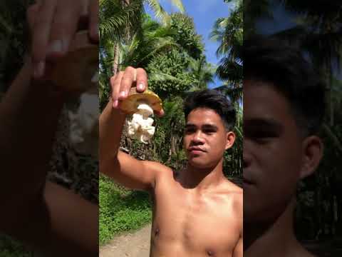 EATING CACAO FRUIT