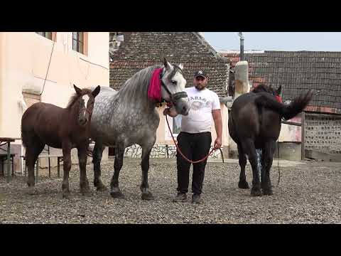 Caii lui Victor de la Ighisu Vechi, Sibiu - 2025 Nou!!!