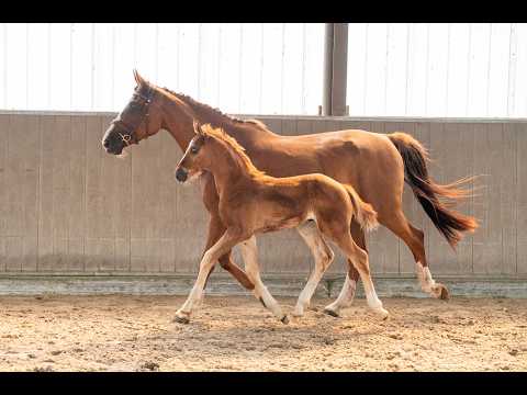 Sirocco van Hof ter Linde Z (SALVADOR DI AREZZO Z x OGANO SITTE) - Video 2 video thumbnail