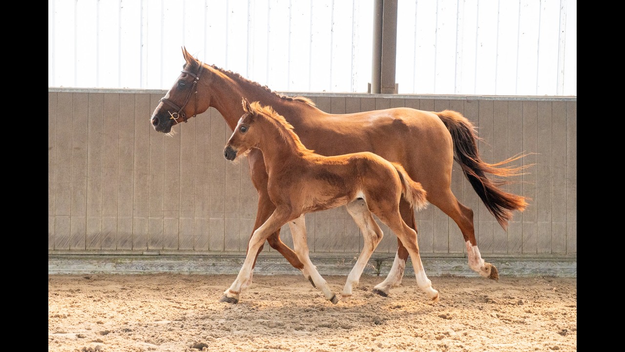 Sirocco van Hof ter Linde Z (SALVADOR DI AREZZO Z x OGANO SITTE) video 1