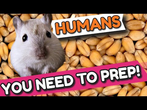 La vidéo la plus stupide sur les gerbilles que vous ne verrez jamais !