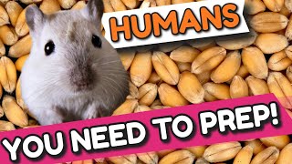La vidéo la plus stupide sur les gerbilles que vous ne verrez jamais !
