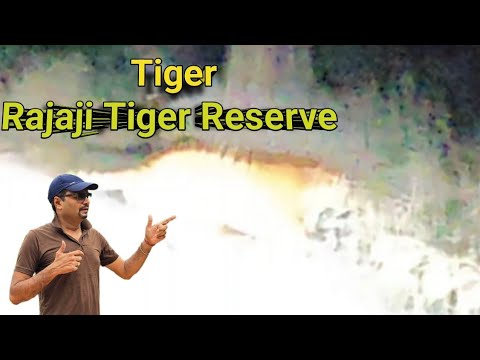 Tiger मिला Rajaji Tiger Reserve में । Tiger Sighting At Rajaji National Park On Kimsar Road । बाघ