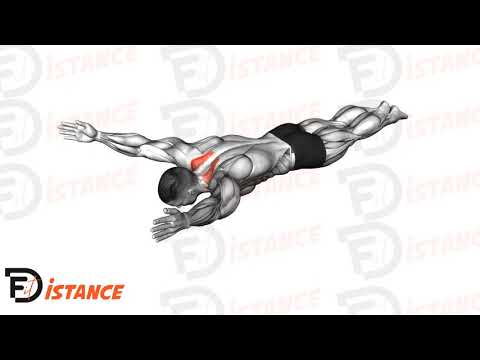 Exercice Élévations Y allongé sur le ventre