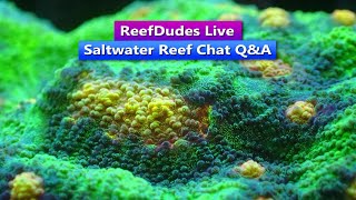ReefDudes Saltwater Reef Chat Live Q&A w/ReefingWithO