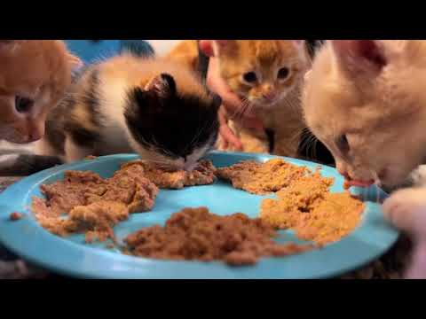 Teaching 5 week old kittens to eat solids