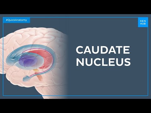 Anatomy of the caudate nucleus - Quick Anatomy | Kenhub