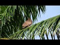 Dusky Eagle Owl Mar2020 In Malaysia Part2