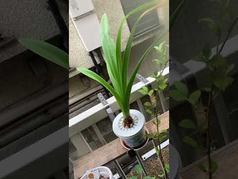 アマリリスの成長を促進し、再び花を咲かせる天然肥料は何ですか?  庭園