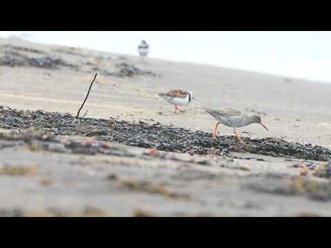 Fuglarnir í fjörunni