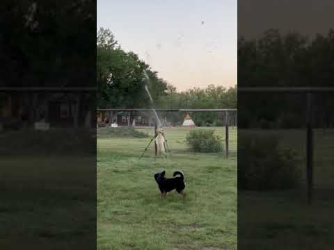 our pup loved the sprinkler in the dog park