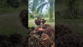 Download lagu Ojek Sawit mp3 Download lagu Ojek Sawit mp3