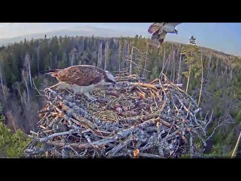 Shift change – Iiris replaces Ivo (kalakotkas2)