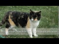 Cat Spits Whines Meows And Hisses Outdoors