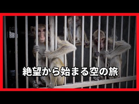 サルの行動は研究者に衝撃を与える - これまでに見たことのないもの