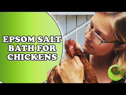 , title : 'Caring for rescue chickens / An Epsom salt bath for dirty bottoms'
