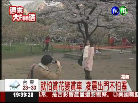 櫻花妍麗綻放 阿里山美呆了!