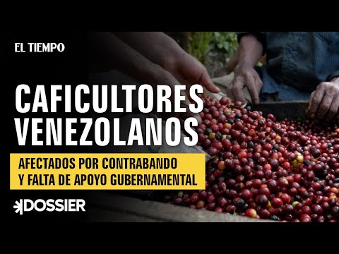 Caficultores venezolanos: afectados por contrabando y falta de apoyo gubernamental | El Tiempo