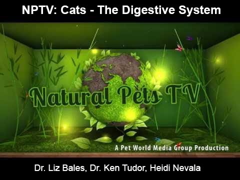 Natural Pets TV: Cats - Episode 4 - Digestion - The System, The Function & It's Health