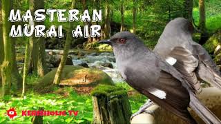 Download lagu MASTERAN BURUNG MURAI AIR JERNIH GEMERICIK AIR... mp3